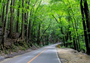 bilar-man-made-mahogany-forest-in-bohol