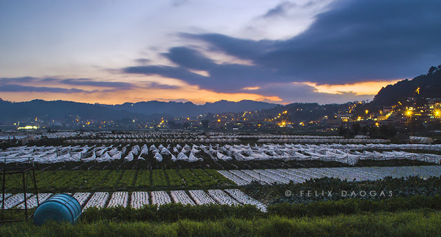 strawberry-farm-in-la-trinidad-benguet