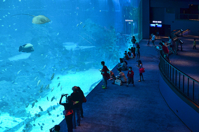 sea-aquarium-singapore