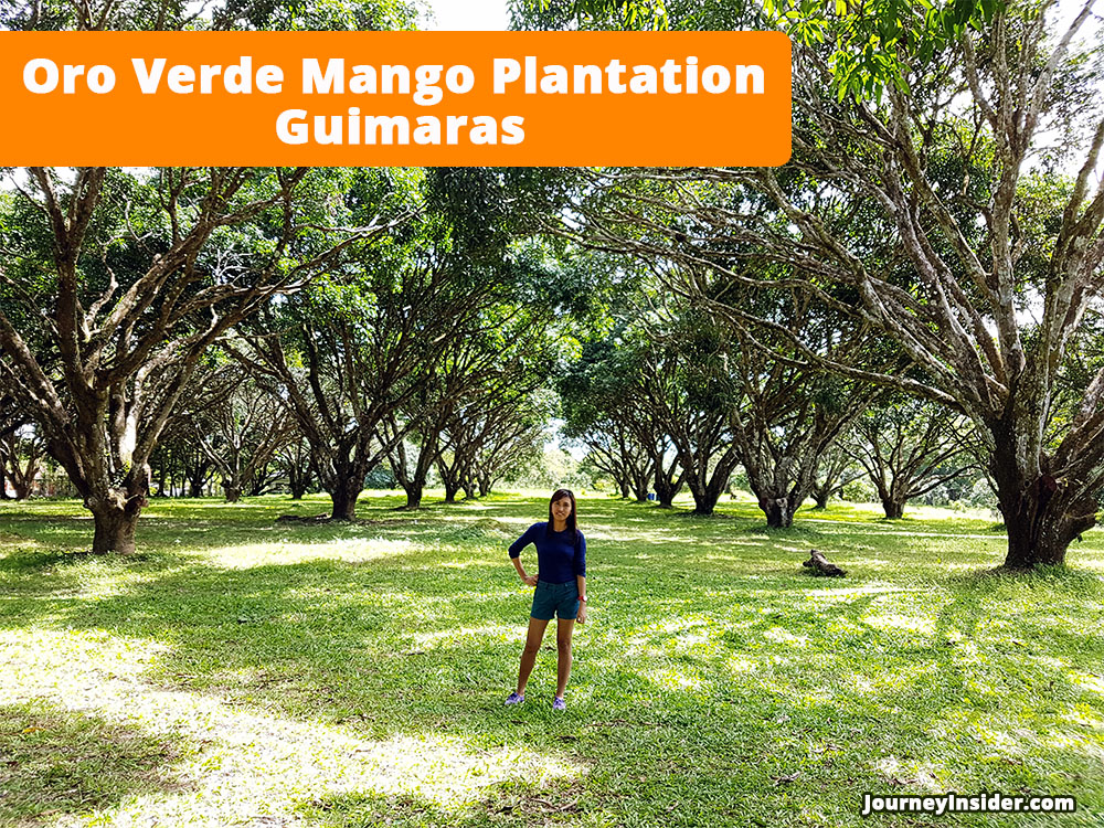 oro-verde-mango-plantation-guimaras