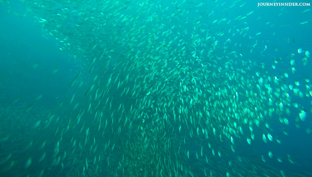 sardines-run-in-cebu