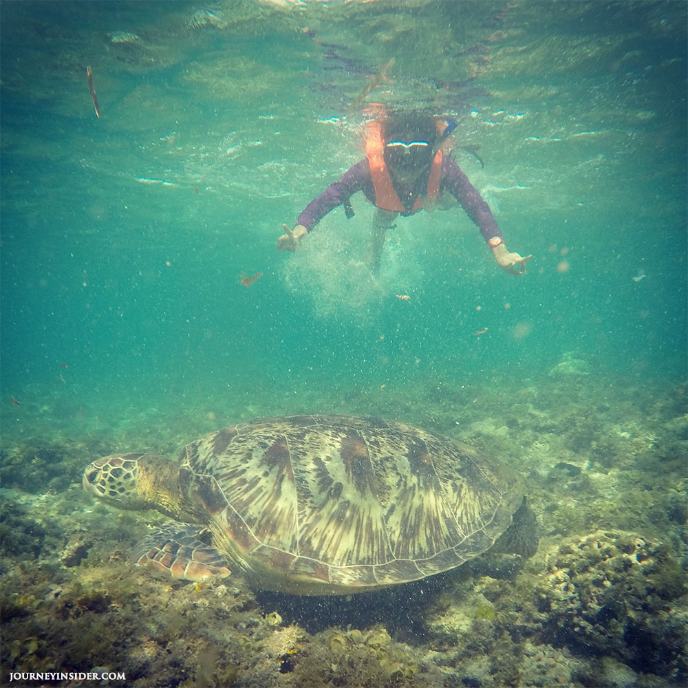 swimming-with-giant-sea-turtle-in-apo-island-dumaguete