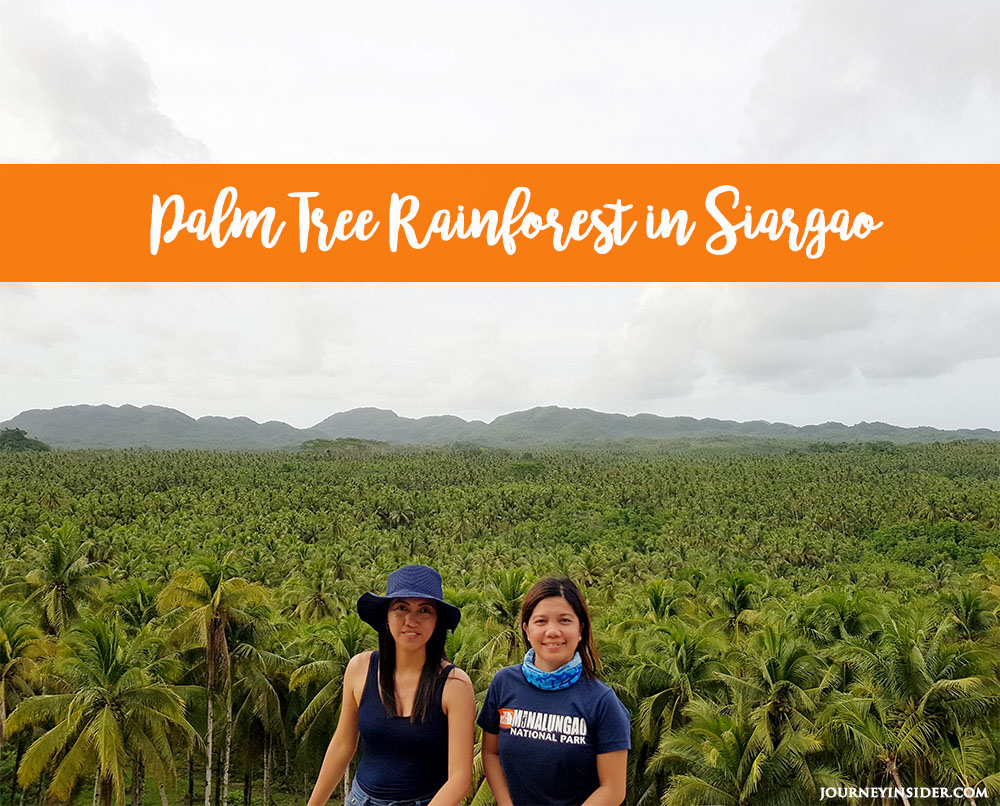 palm-tree-rainforest-in-siargao-1