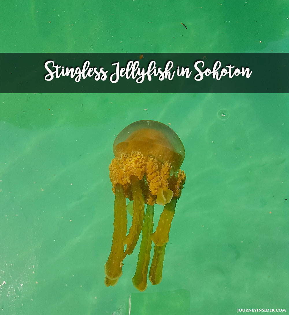 sohoton-jellyfish-sanctuary